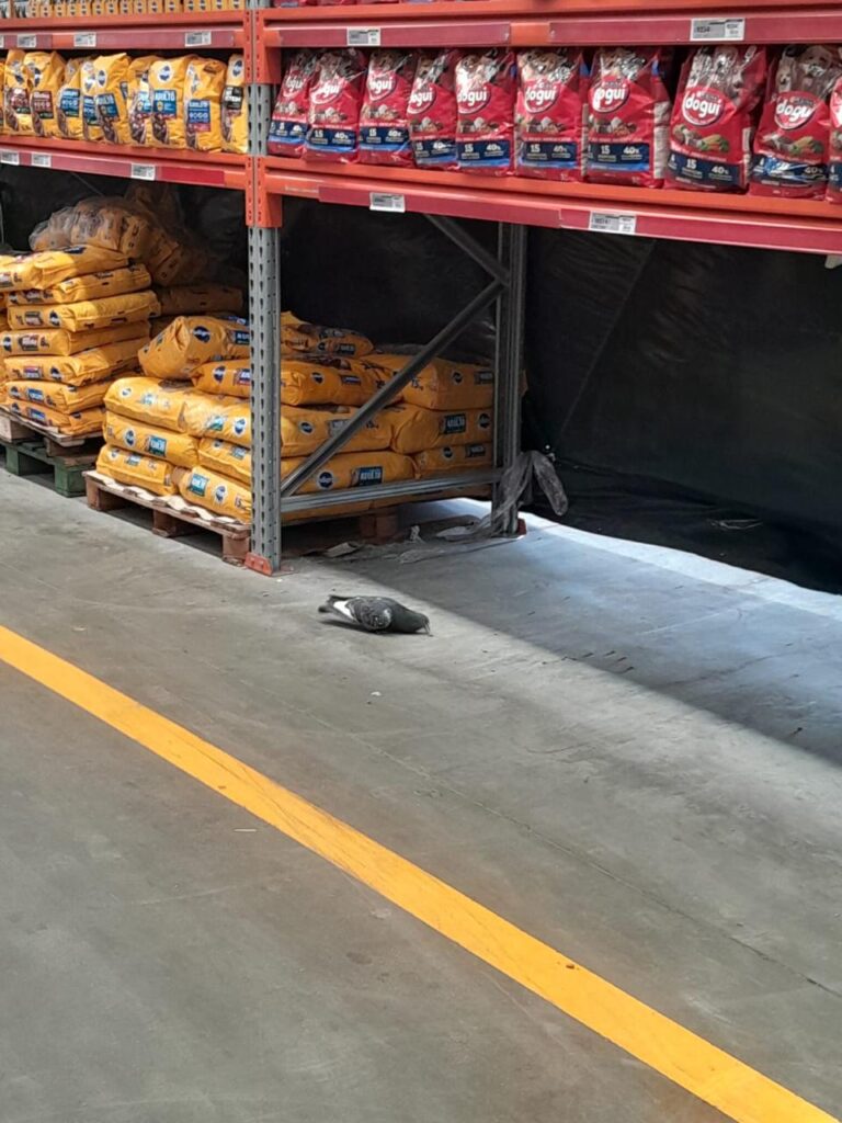 Clausuraron el supermercado mayorista Yaguar S.A. por irregularidades sanitarias