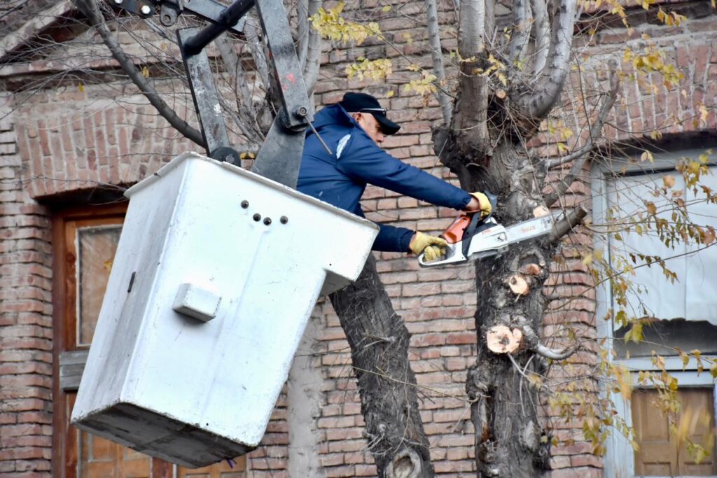 Trelew: el Municipio avanzó con trabajos de poda preventiva y de seguridad sobre calle Rivadavia