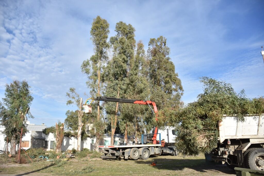 El Municipio de Trelew realizó trabajos de poda en la vecinal de Los Aromos